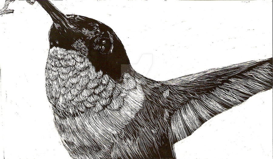 Hummingbird Scratch Board by shirou45 on DeviantArt