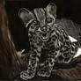 Margay scratchboard