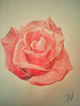 random rose