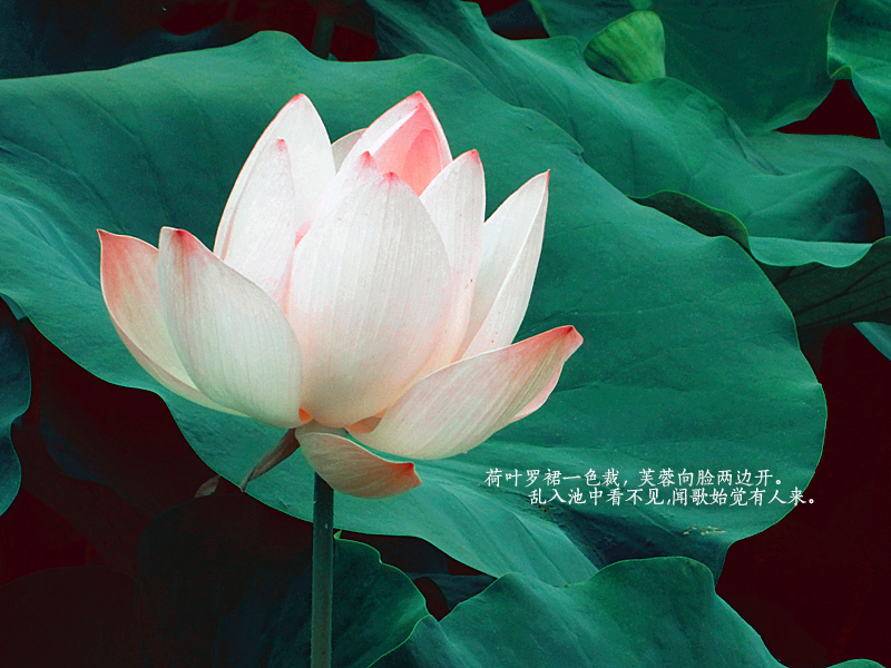 20120728 lotus-1