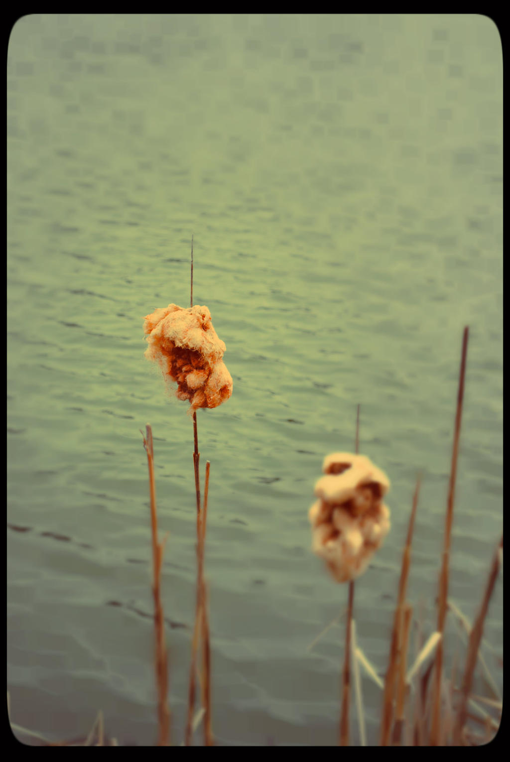 Cattails by ShamanLee12345 on DeviantArt