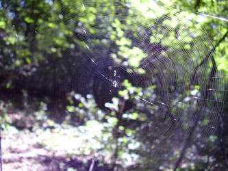 spider web