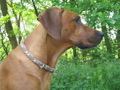 Maja, The Rhodesian Ridgeback