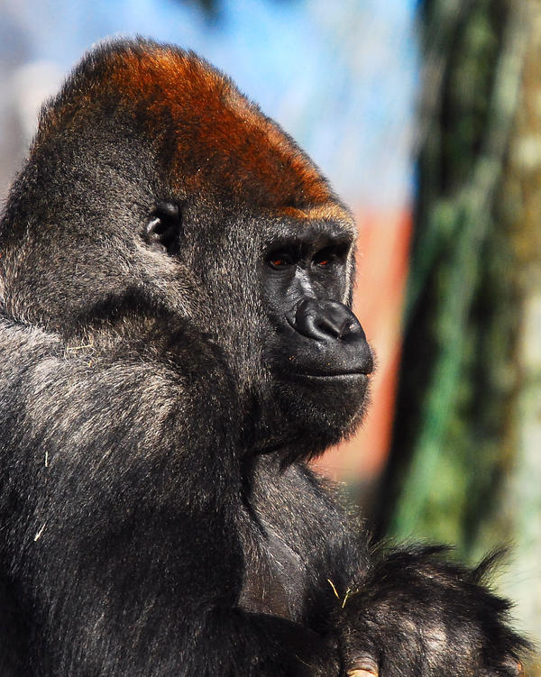 Silverback 13 by angelboi-red on DeviantArt