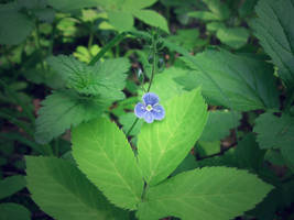 Flower 5