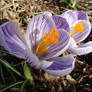 First Crocuses of Spring.