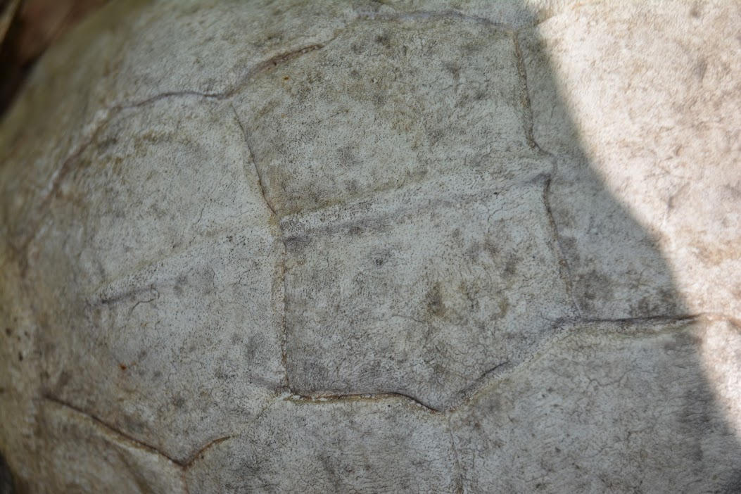 White Turtle Shell by creativelife7 on DeviantArt