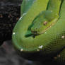 Green tree python 1