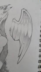 wing sketch