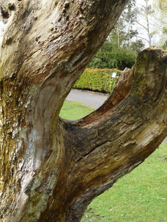 Odd Tree Out Odd Tree :3 by HannahHero on DeviantArt