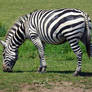 Zebra Stock