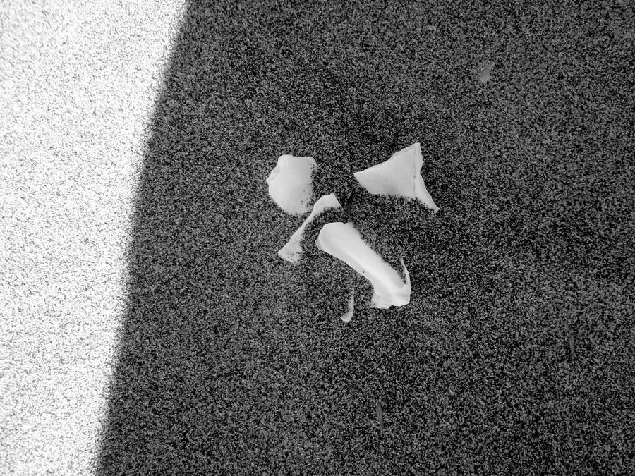 Shell Shatter shattered shell by FuzzySoul on DeviantArt