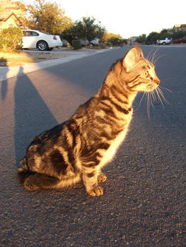 Lemur Cat