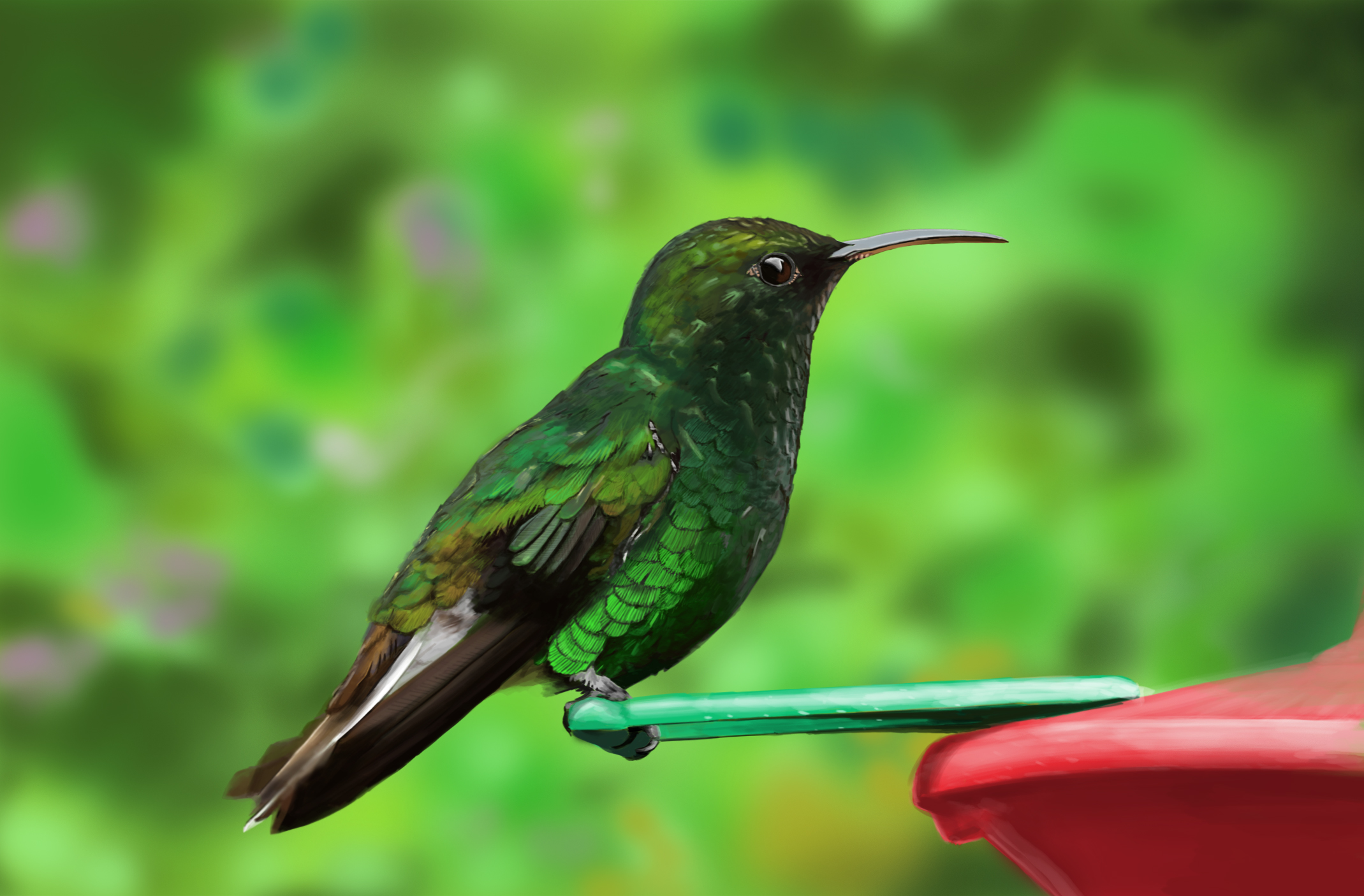 Costa Rica colibri