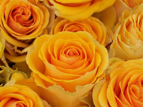 Yellow Rose