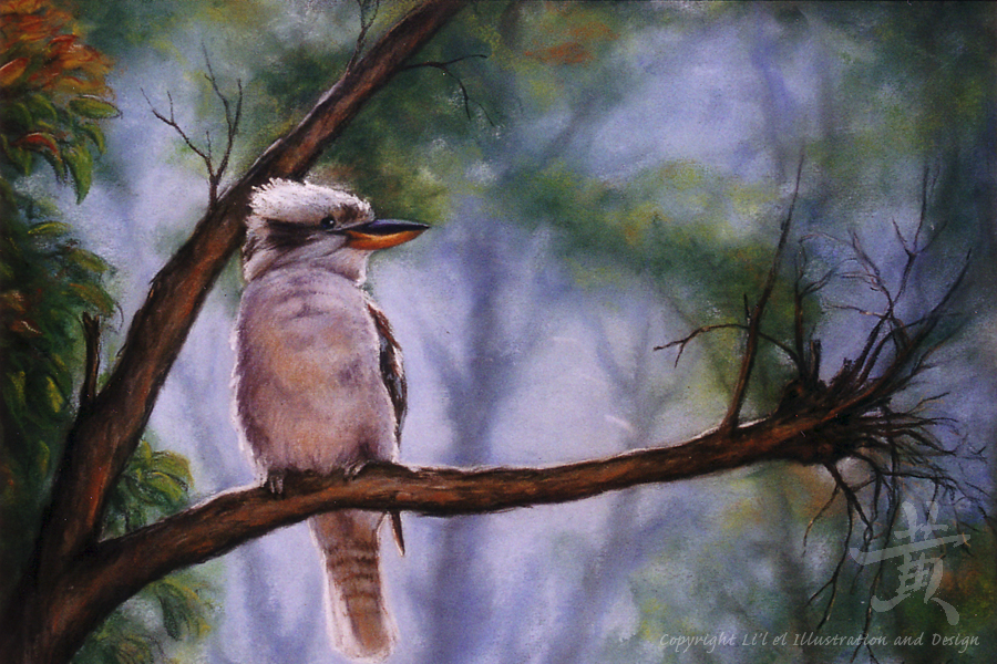 Kookaburra