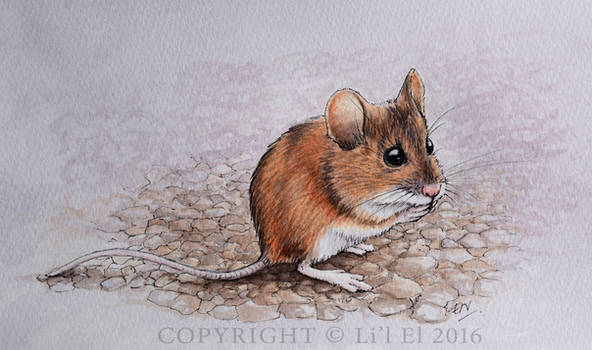 Native Field Mouse
