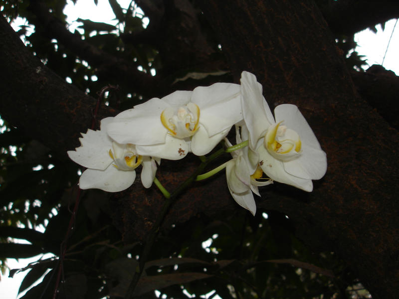 White orchid