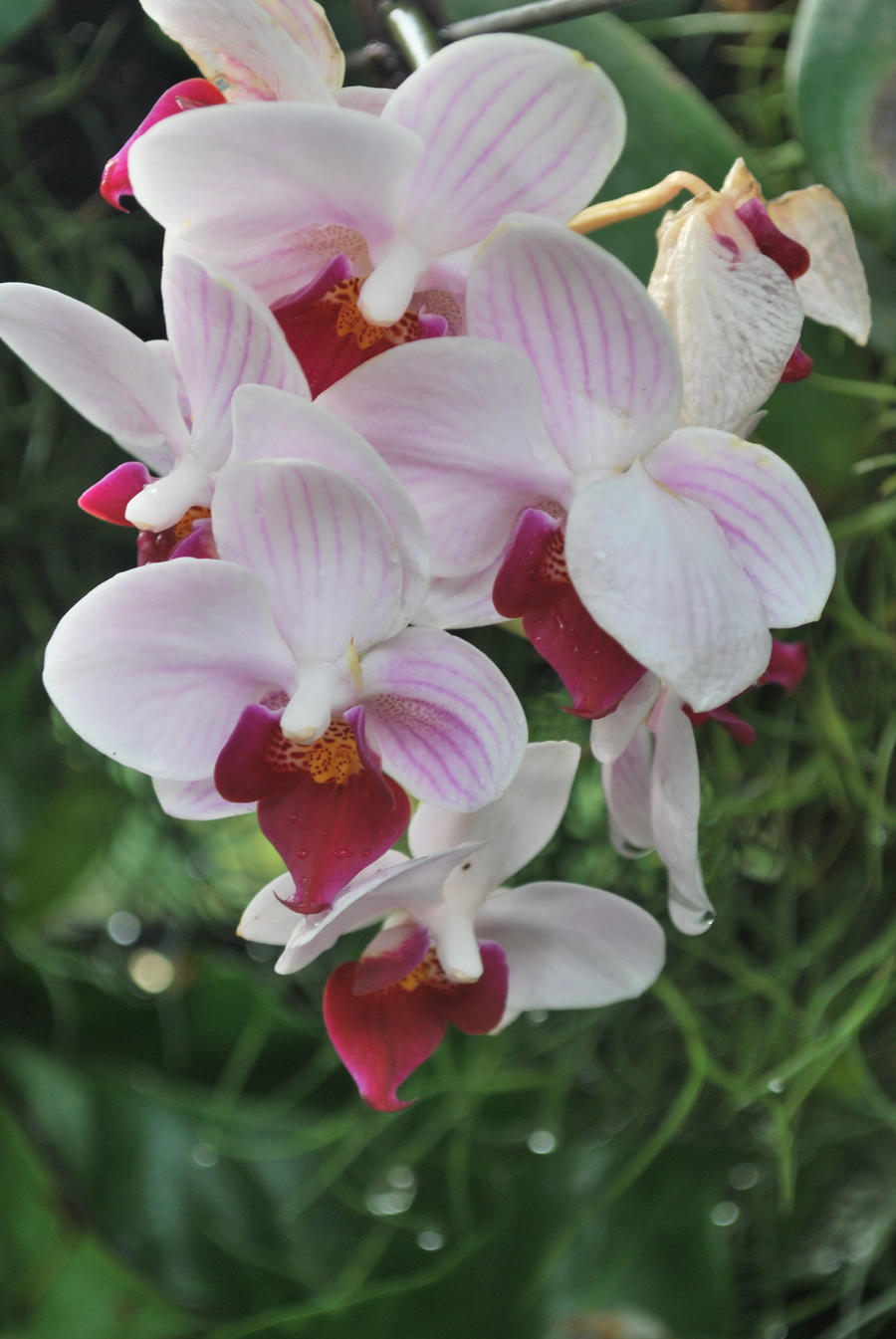 Orchid in my backyard 2