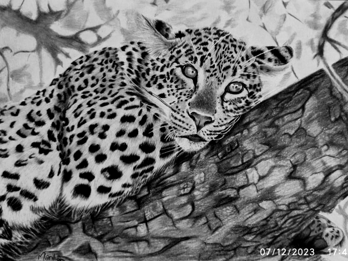 Leopard Slinking Drawing The leopard by MarilisArtwork on DeviantArt