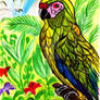 Macaw Parrot