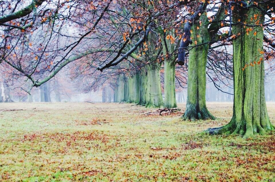 Trees in the fog