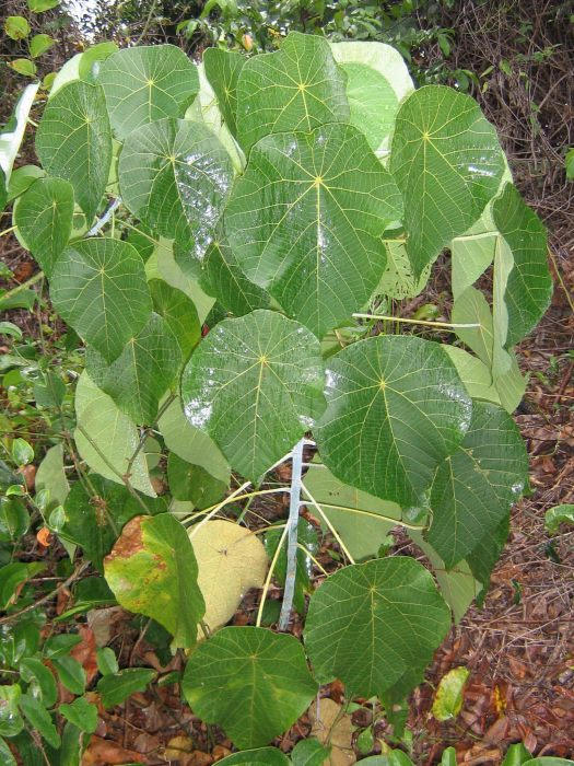 A Random Bush Random Bush by Phantom-Nightwing on DeviantArt