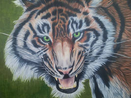 Panthera Tigris