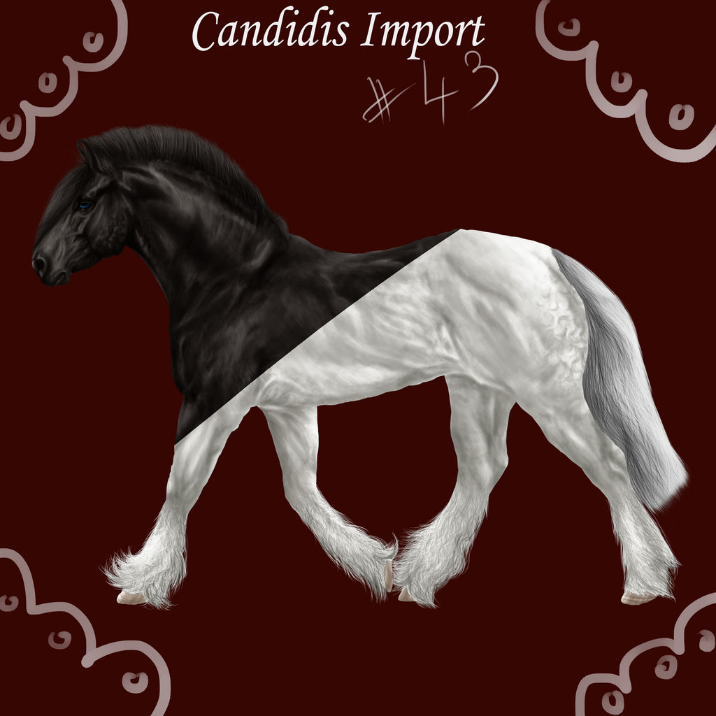 Candidis Import #43