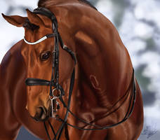 Horse portrait- Realism