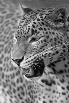Leopard Portrait Black and White