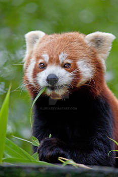 Red Panda at Lunch