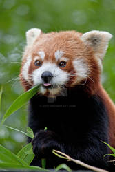 Red panda Tongue