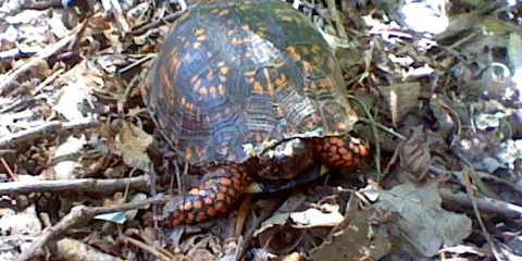 Turtle in the Front Yard