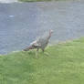 Wild Turkey