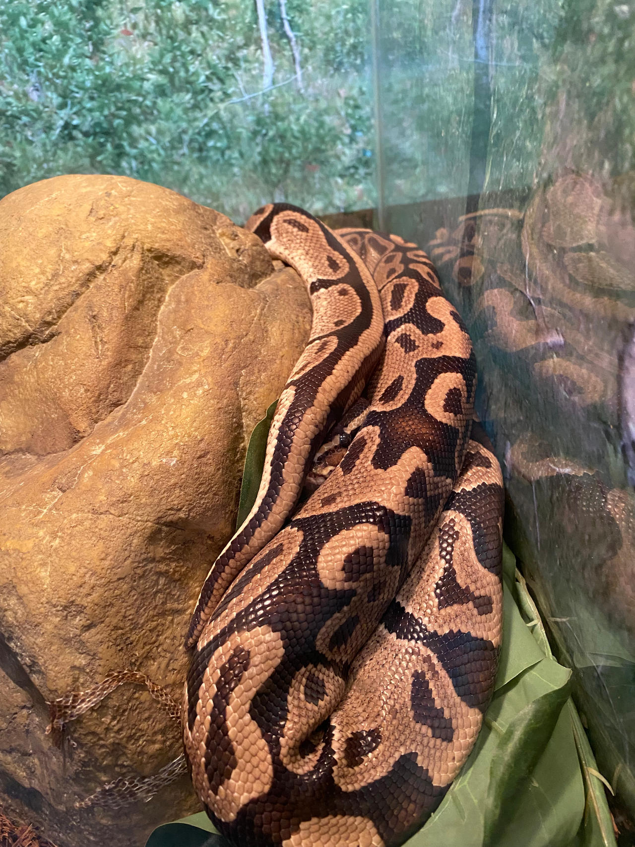 Shy Ball Python by GothNebula on DeviantArt