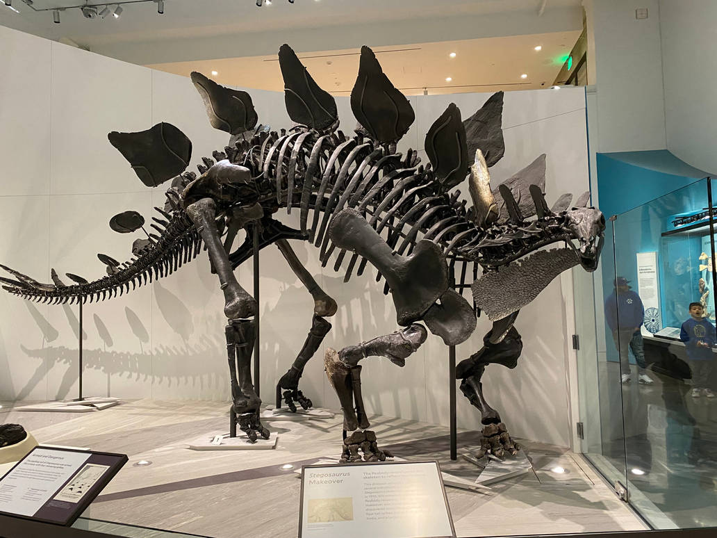 Stegosaurus Skeleton By GothNebula On DeviantArt stegosaurus-skeleton-by-gothnebula-on-deviantart