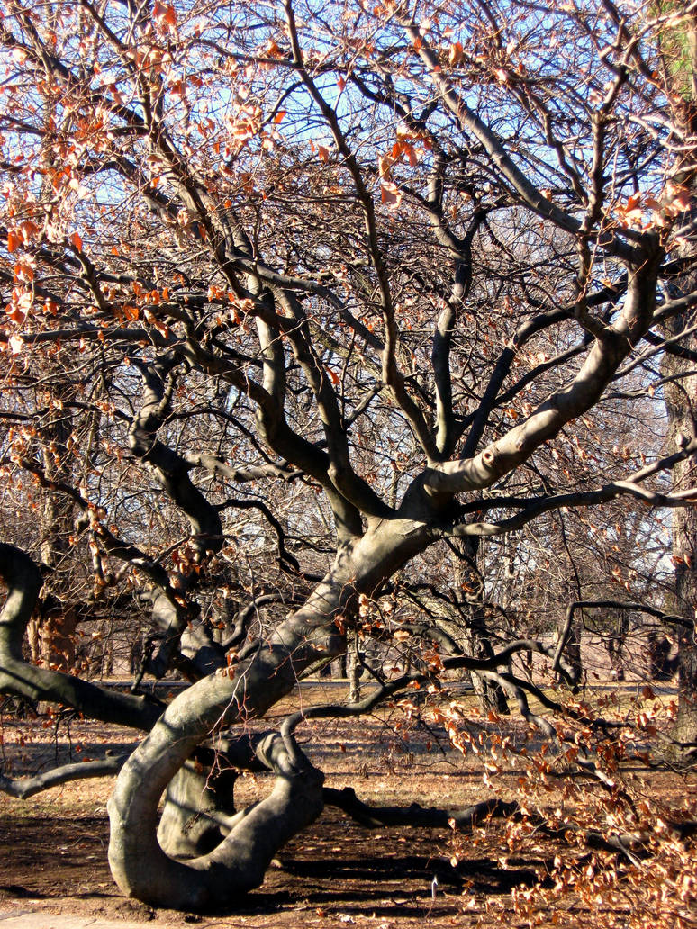 Freakytree by ddgryphon on DeviantArt