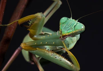 Sphodromantis lineola