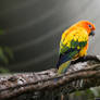 Sun Conure