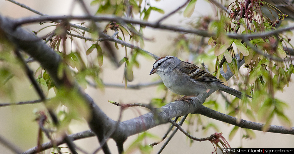 Chipping Sparrow