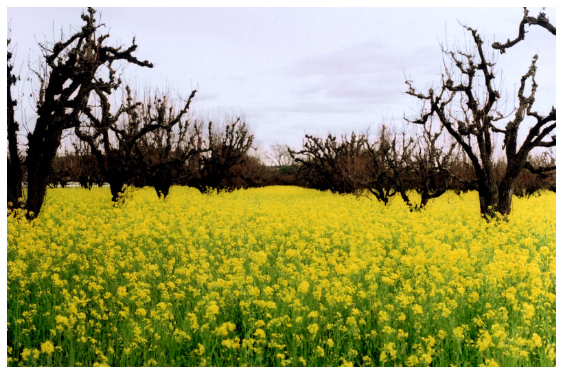 Mustard Fields