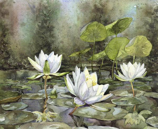 Waterlilies