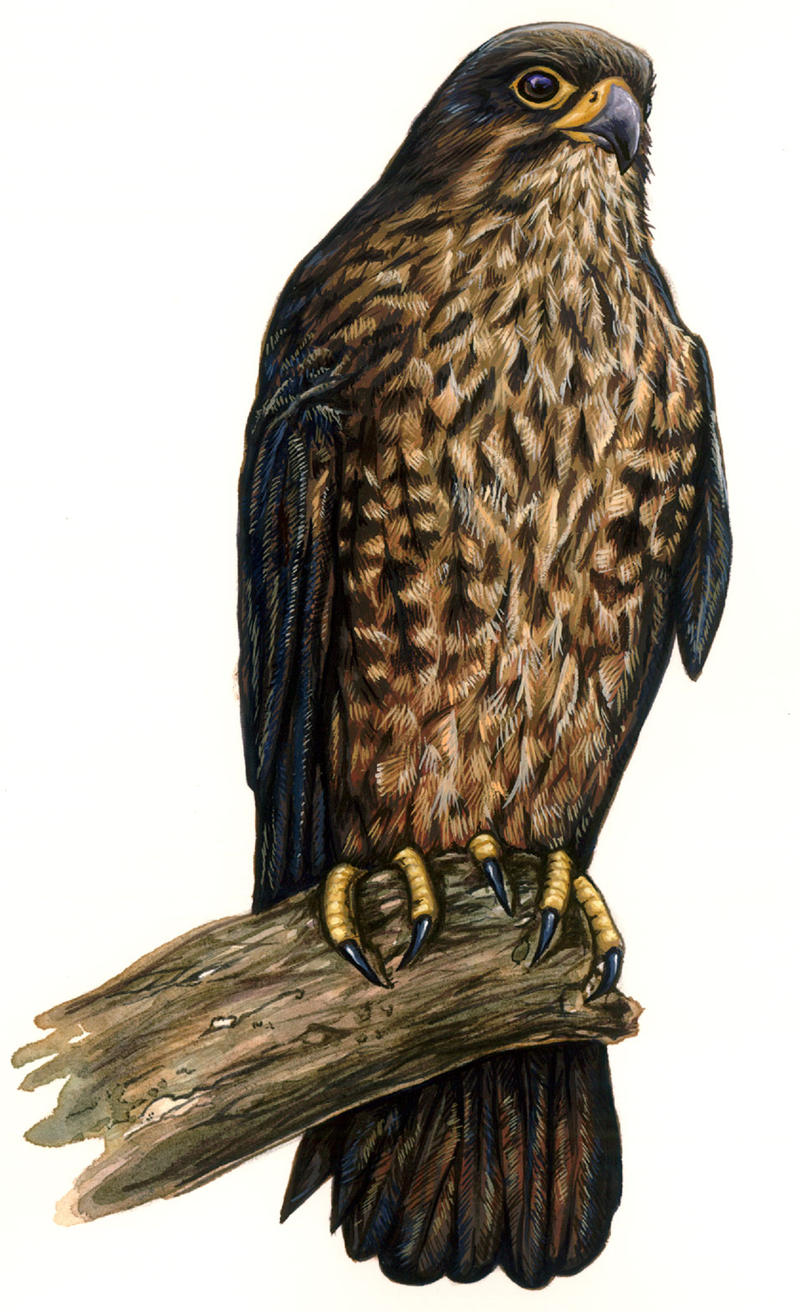 New Zealand Falcon