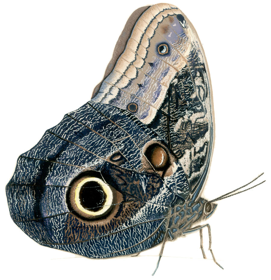 Owl moth