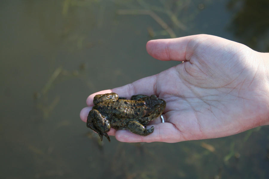 The toad called tod