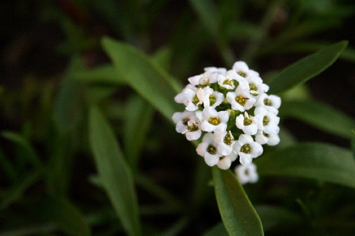 White flower power