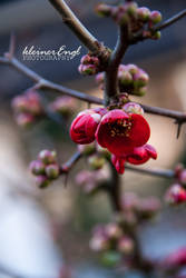 red flower