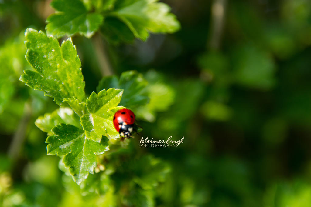 ladybeetle