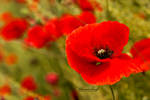 corn poppy 1 by kleinerEngl